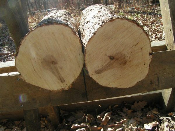 hophornbeam end grain nov 2012.jpg