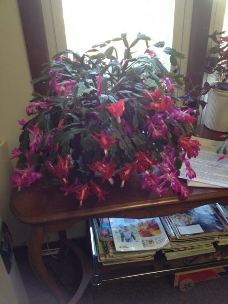 christmas cactus.jpg