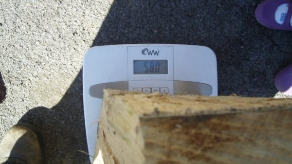 091911 fresh oak on the scale.jpg