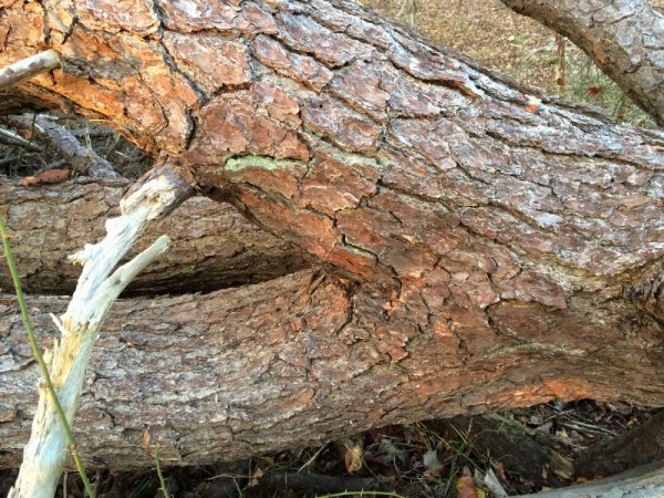 Bark1_resize.JPG