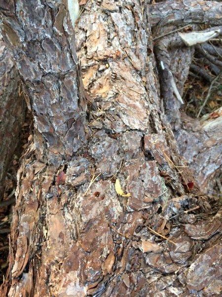 Bark2_resize.JPG