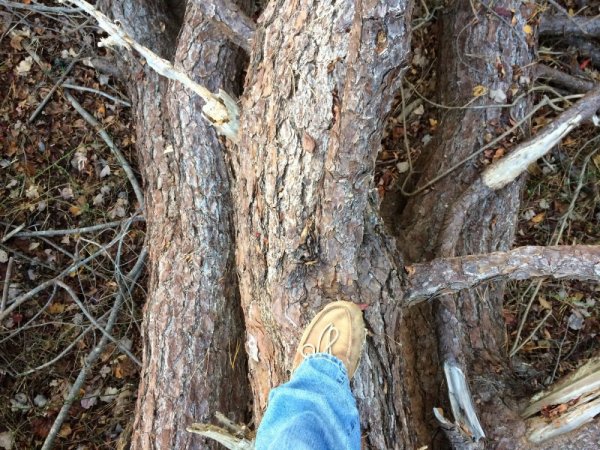 Bark3_resize.JPG