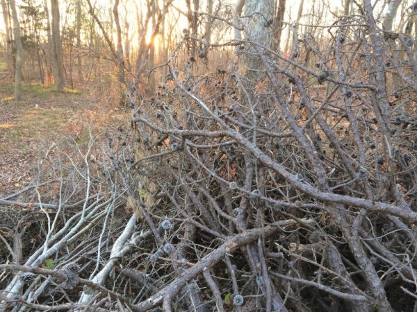 Branches1_resize.JPG