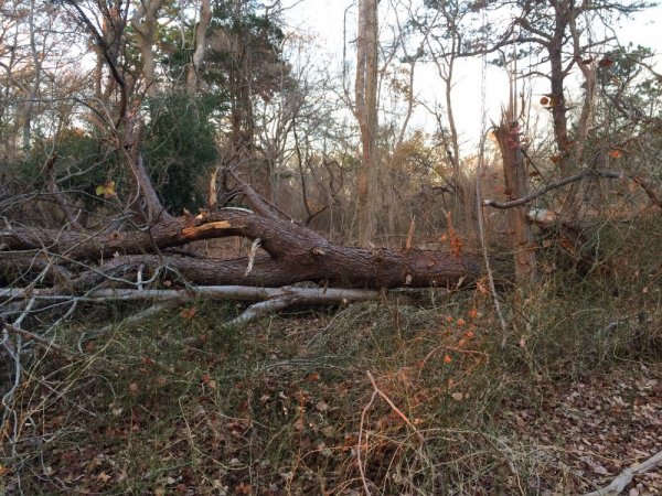 trunk1_resize.JPG
