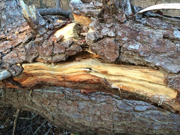 Wood split1_resize.JPG