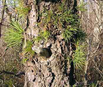 PitchPineTrunk.jpg