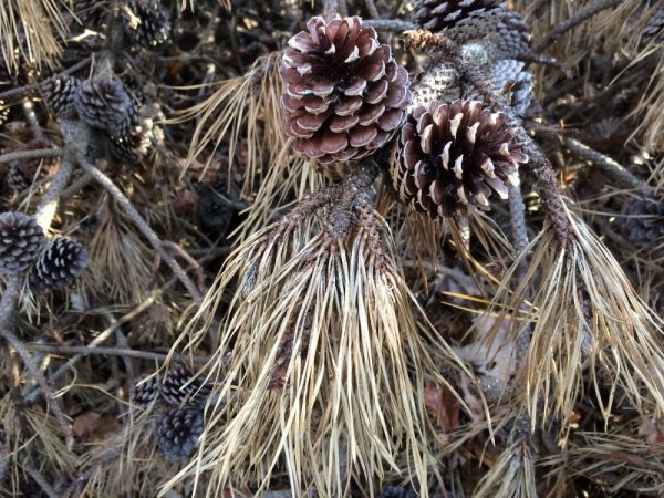 Needles1_resize.JPG