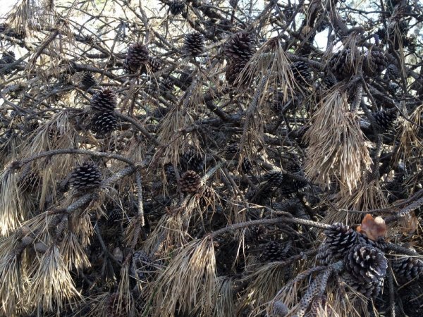 Cones1_resize.JPG