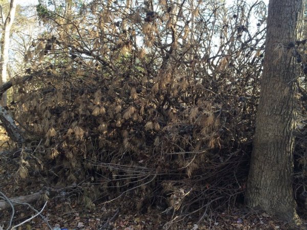 Branches_resize.JPG