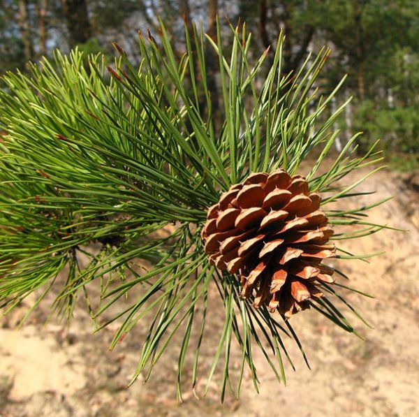 603px-Pinus_rigida_cone_Poland.jpg