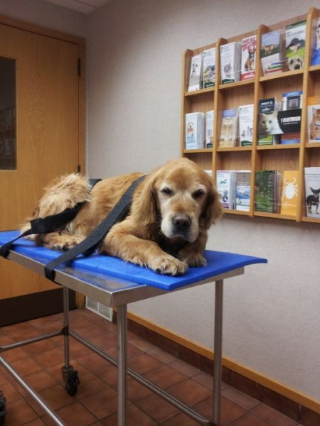 Odie 12-14-14.jpg