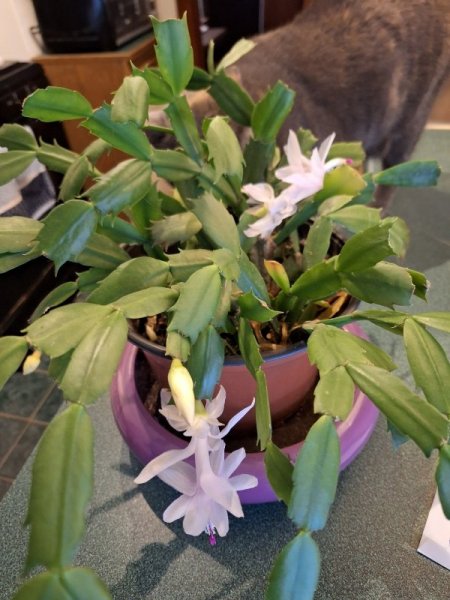 Thanksgiving cactus rebloom 12-07-23 with buds.jpg