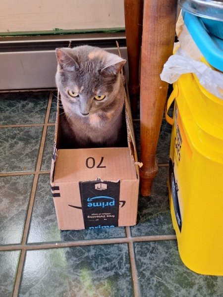 Spot is happy for her Amazon box.jpg