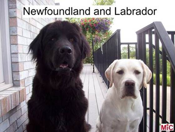 newfy lab.jpg