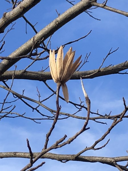 Tulip Poplar in winter.jpg