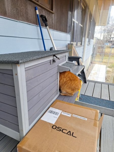 Eating in cat house after plastic door removed 1-6-24.jpg