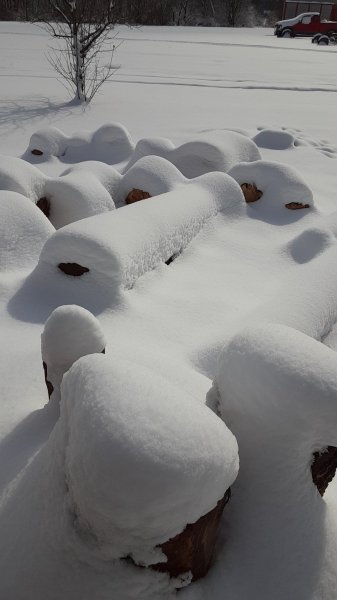 Snow on logs.jpg