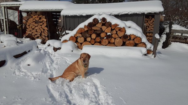 Snow on woodpile with dog.jpg