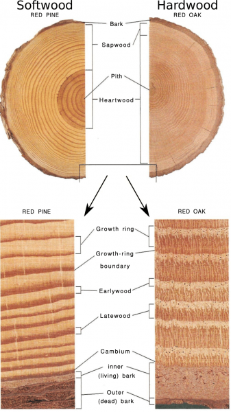 Illustration-of-tree-stem-and-annual-growth-rings-Closest-to-the-pith-is-heartwood.png