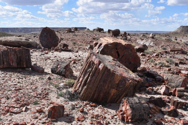 Petrified-Forest-National-Park-scaled.jpg
