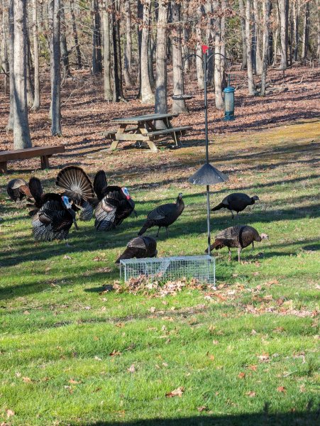 turkeys.jpg