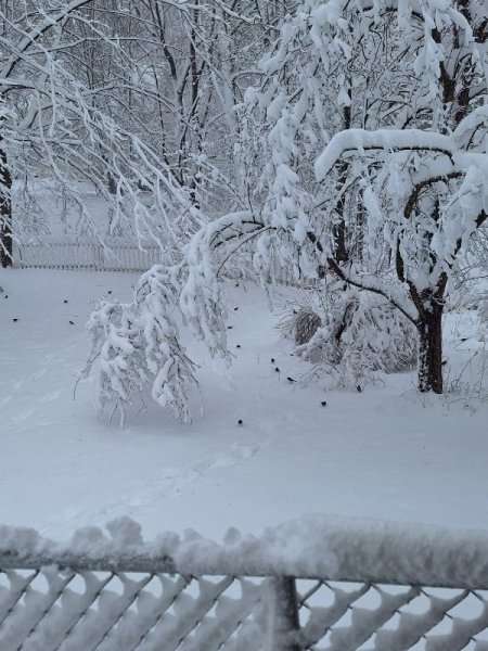 crabapple branch hanging low.jpg