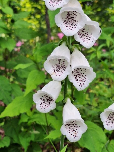 foxglove - close - white.jpg