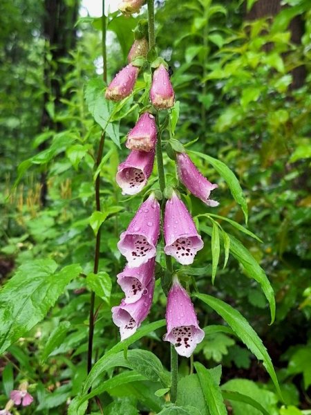 foxglove - pink.jpg