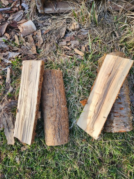 Black ash, yellow birch.jpg