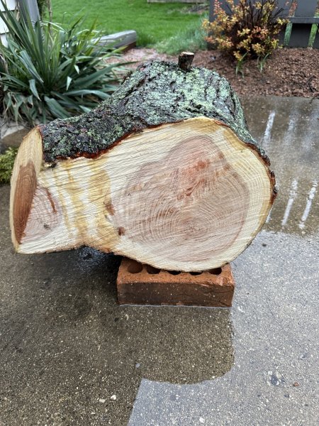 Firewood identification | Firewood Hoarders Club