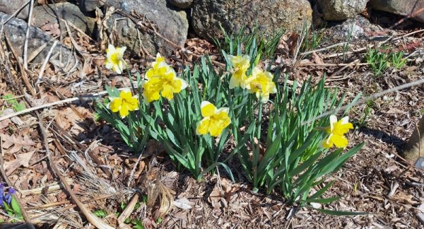 Daffs - white yellow roadside garden.jpg