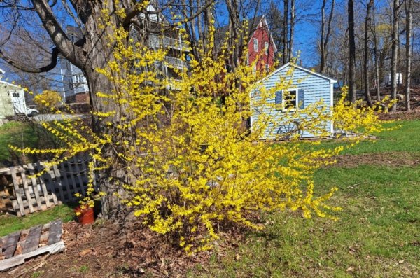 Forsythia 4-23-2024.jpg