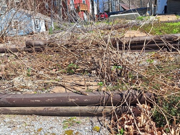 driveway garden before clean up.jpg