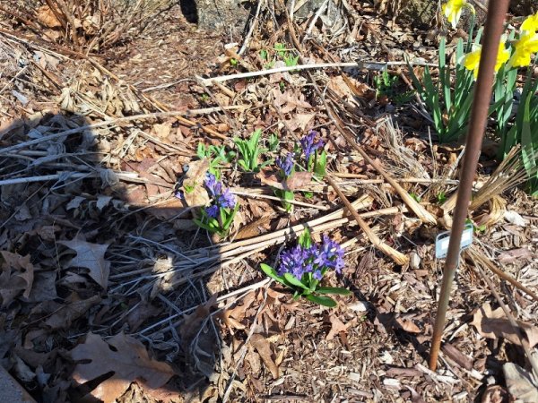 roadside garden before stalk removal.jpg