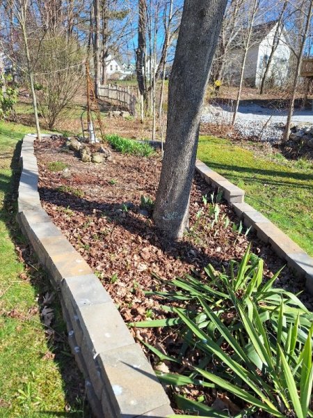 south garden before mulch.jpg