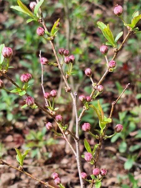 Flowering almond flower buds.jpg