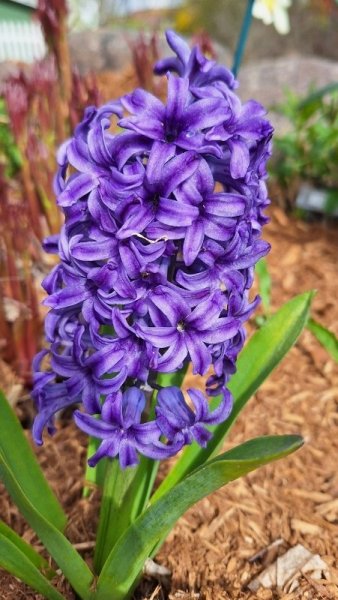 Hyacinth at roadside.jpg