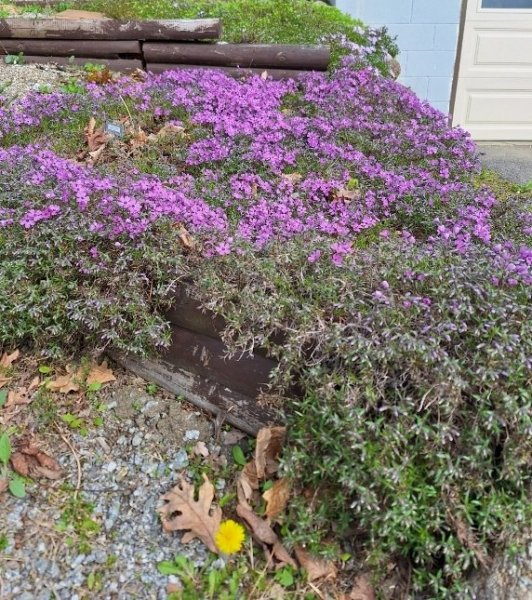 phlox at driveway starting - purple.jpg