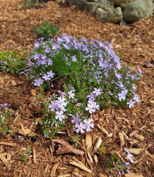 phlox in southside starting - light purple.jpg