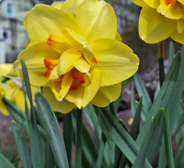 Daffodil at road yellow-red.jpg