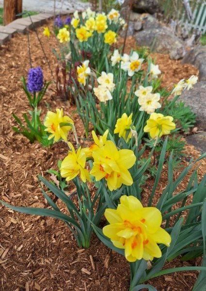 Daffodils at roadway - line.jpg