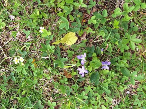 wild violets in yard.jpg