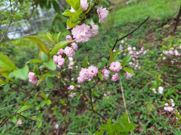 flowering almond blooms open.jpg