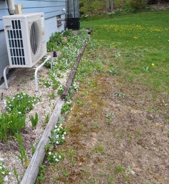 violets on south side of house.jpg