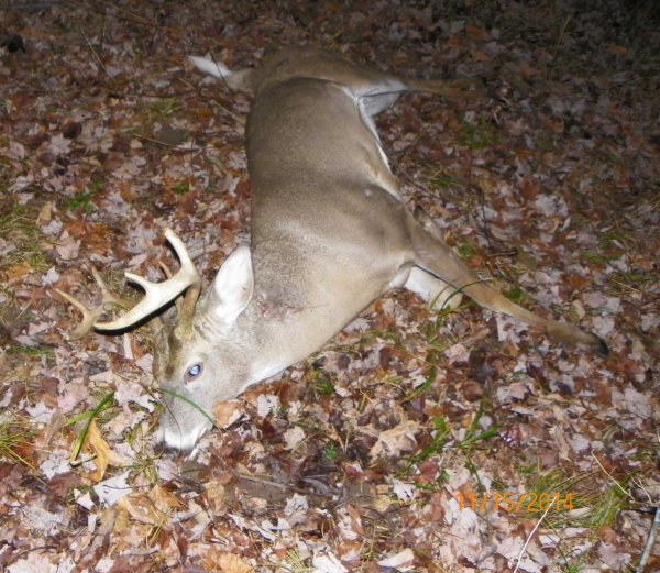 Buck-2014b.JPG