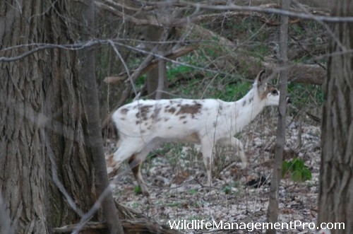 piebald-deer-information-03.jpg