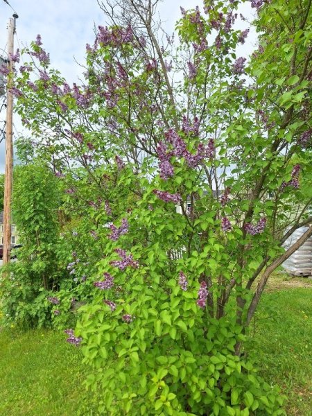 Lilac starting to bloom.jpg