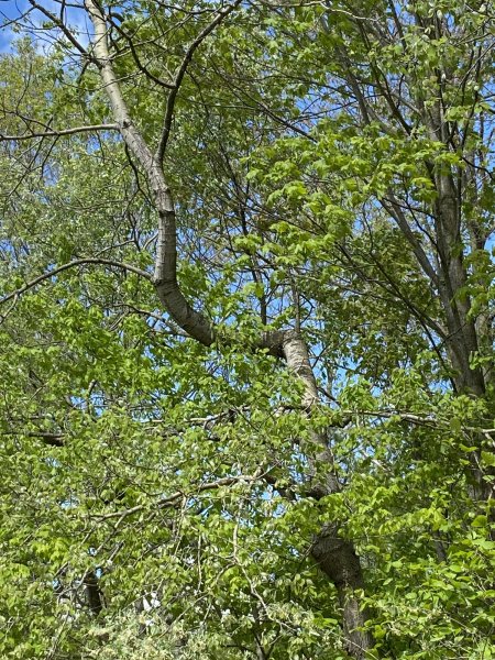 IMG_0525.jpeg