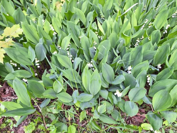 Lily of the Valley - backyard.jpg