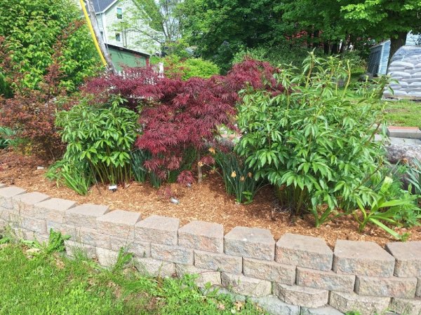 roadside garden - japanese maple.jpg